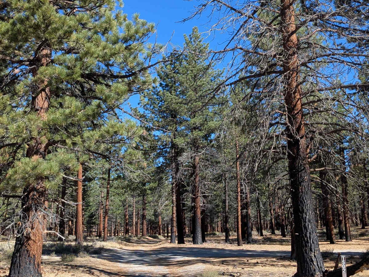 Old Cease Road - FS 1S02 trail photo