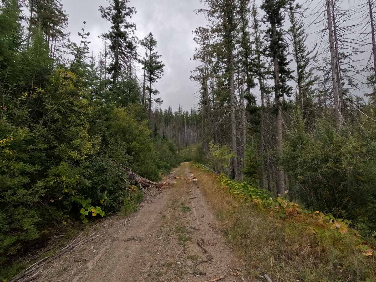 Blue Grouse - FS 460 photo 2