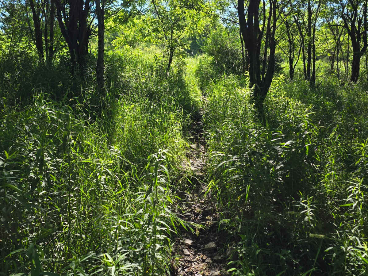 Single Track R photo 4