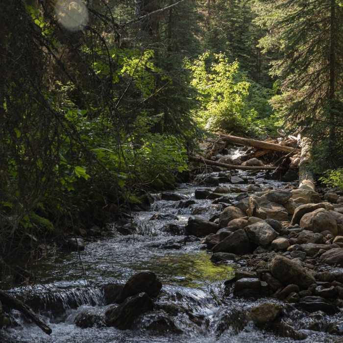 Near Kootenai Creek Trail #53