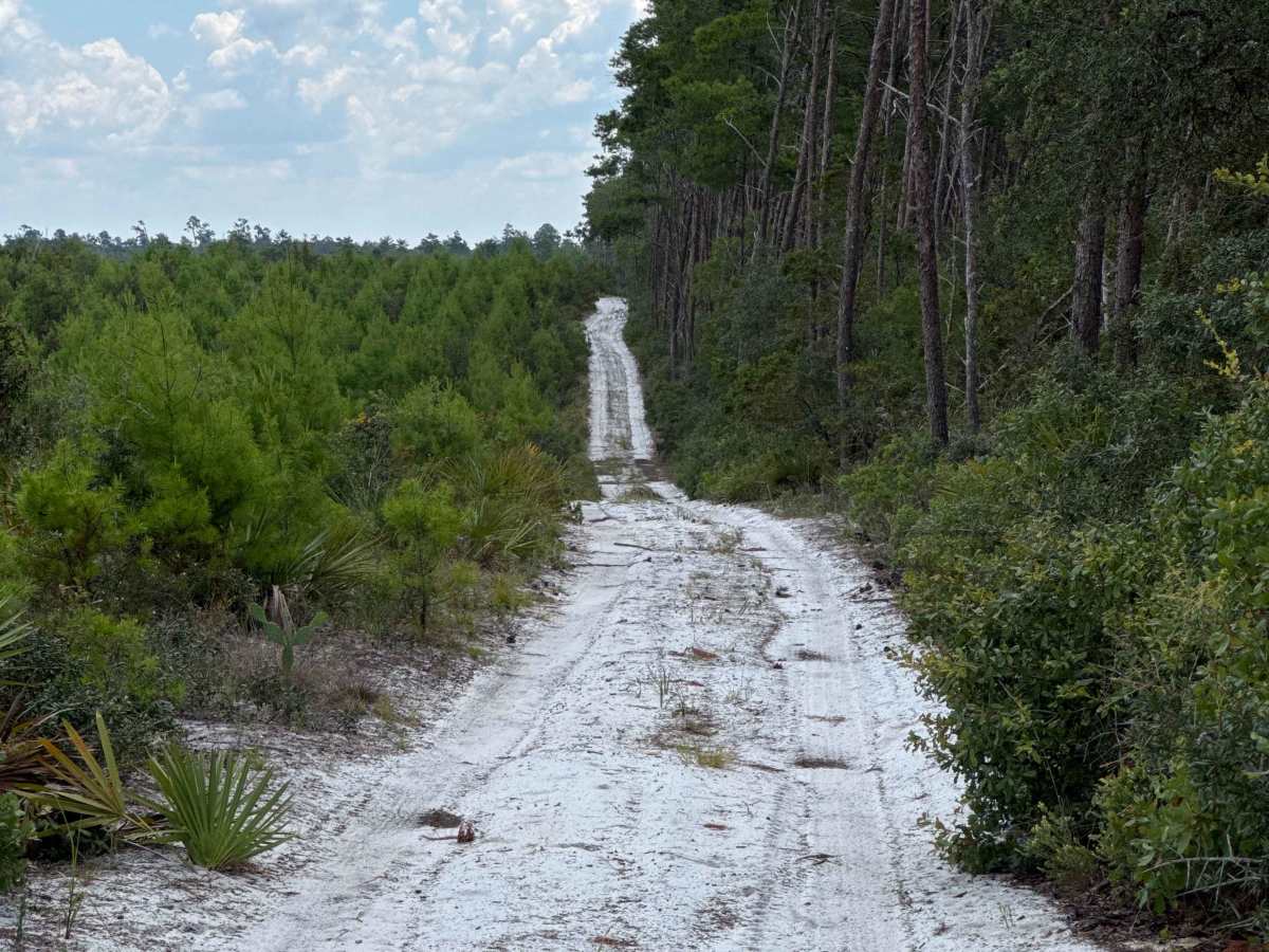 Ocala National Forest Road 33-9.41 photo 5