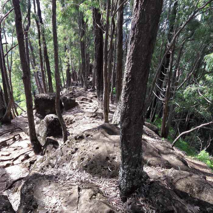 One of the ridges. Near Makiki Valley Loop