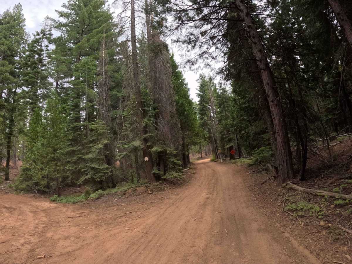 Chapman Calpine - FS 52 trail photo