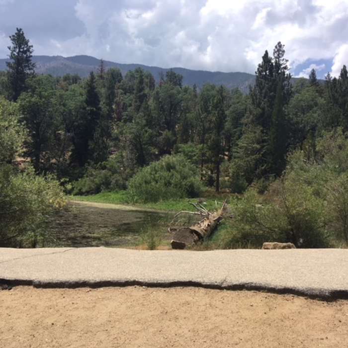 Near Jenks Lake Trail #1E20