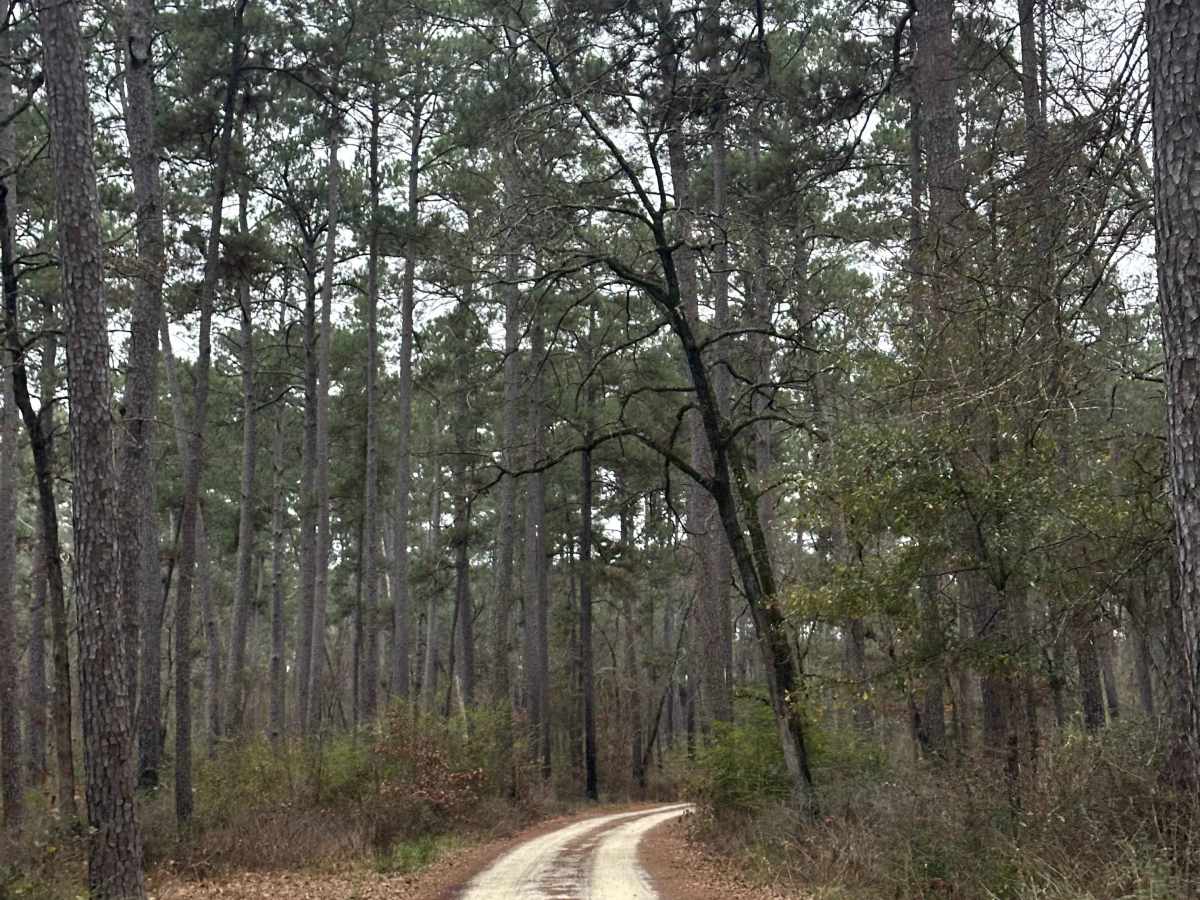 FS 239 photo 2