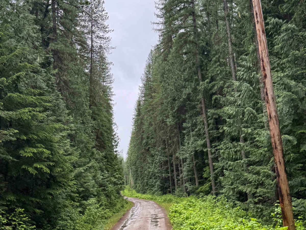 Hazard Creek - FS 502 photo 2
