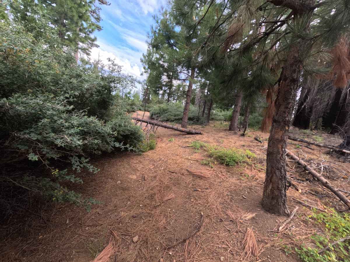 Goat ORV - FS 20N42 photo 3