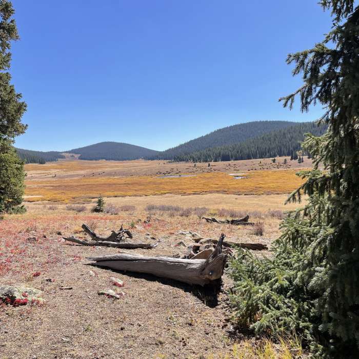 Near Rich Creek Trail #616