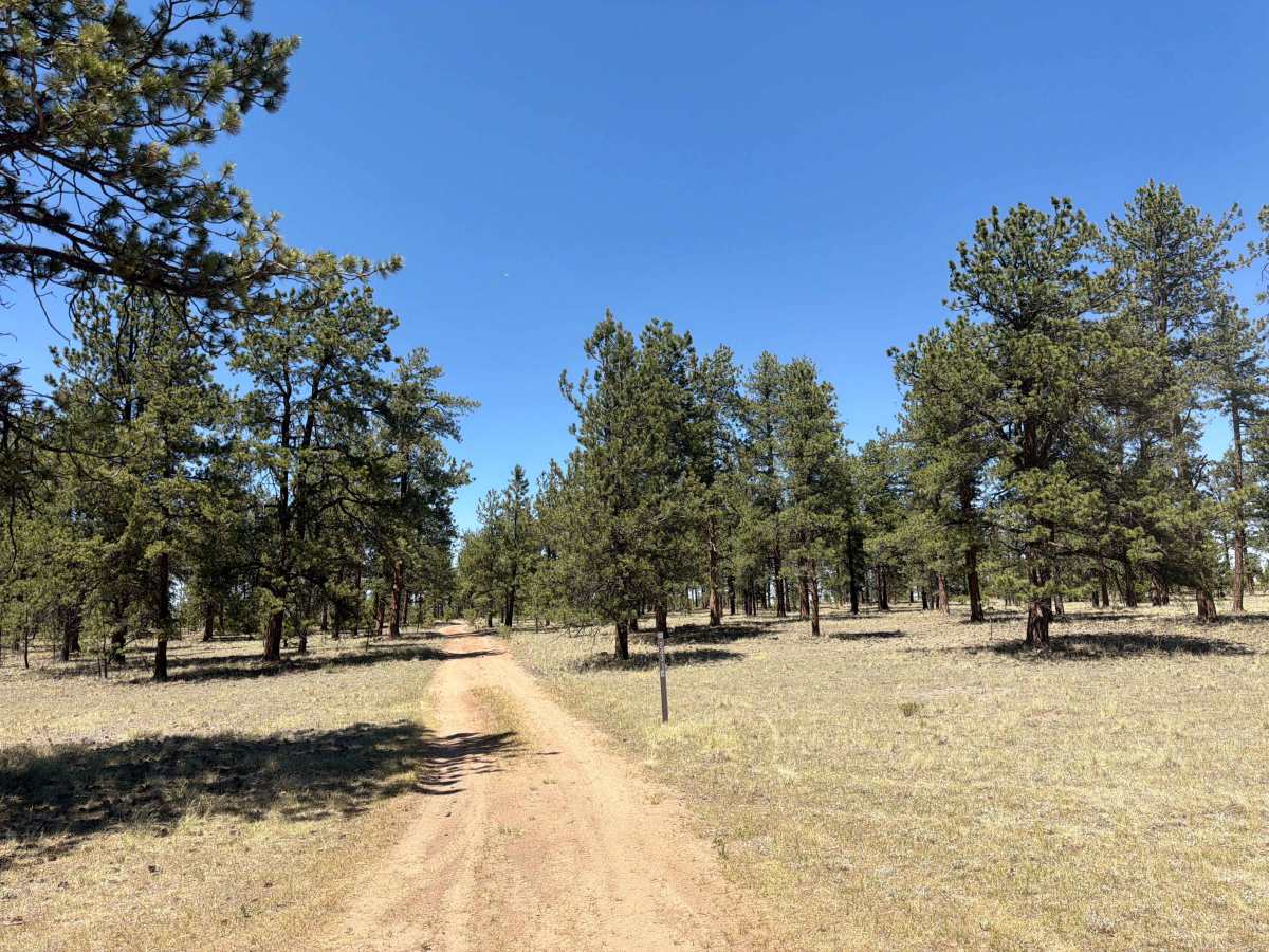 Jackpot Road - FSR 243 1C trail photo