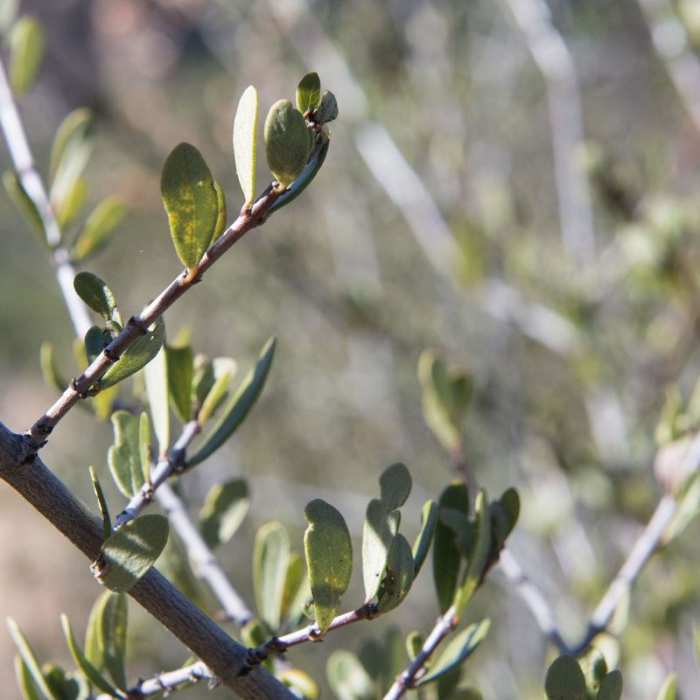 Near Chaparral Trail Loop Hike