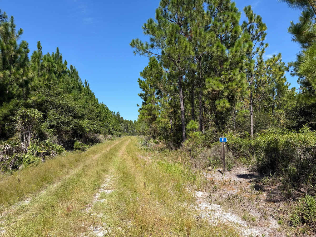 FR 11 trail photo