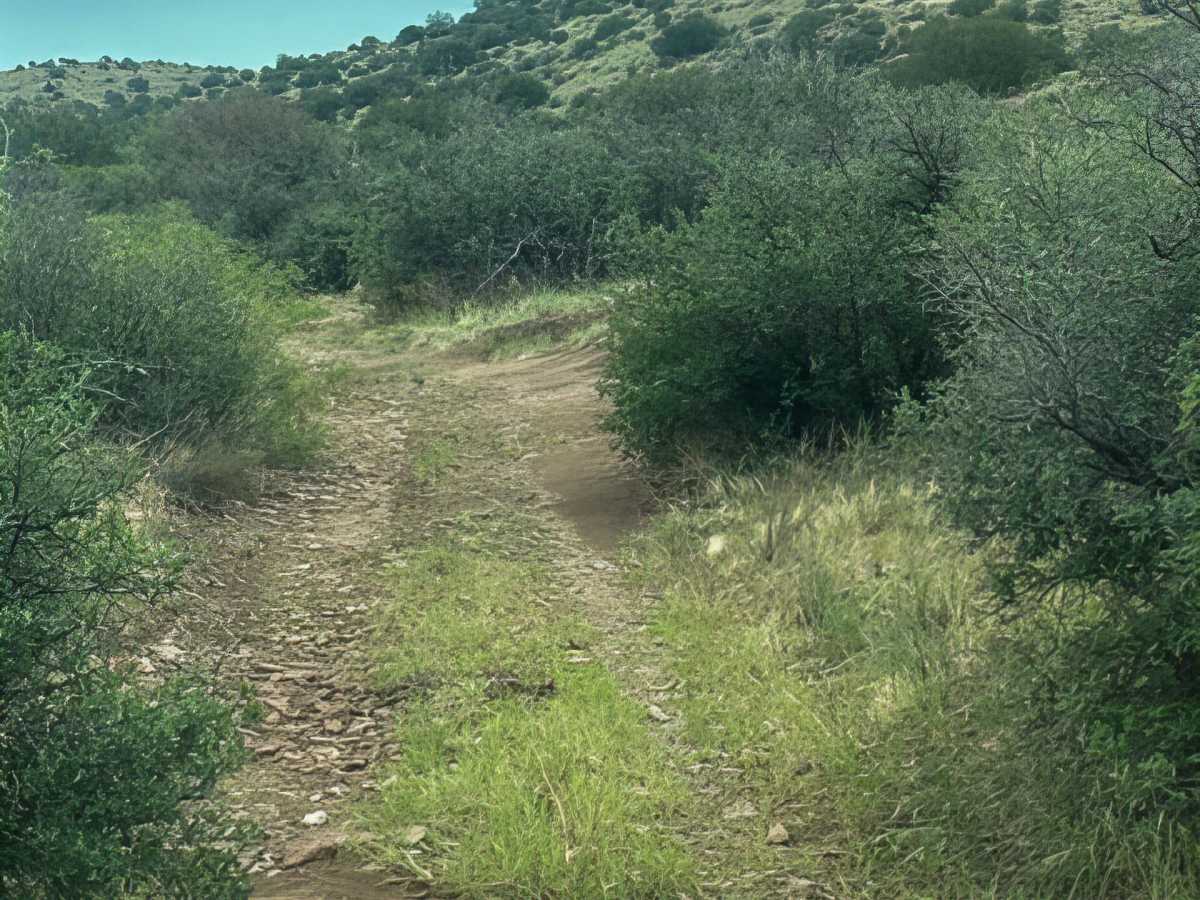 Pe1217 trail photo