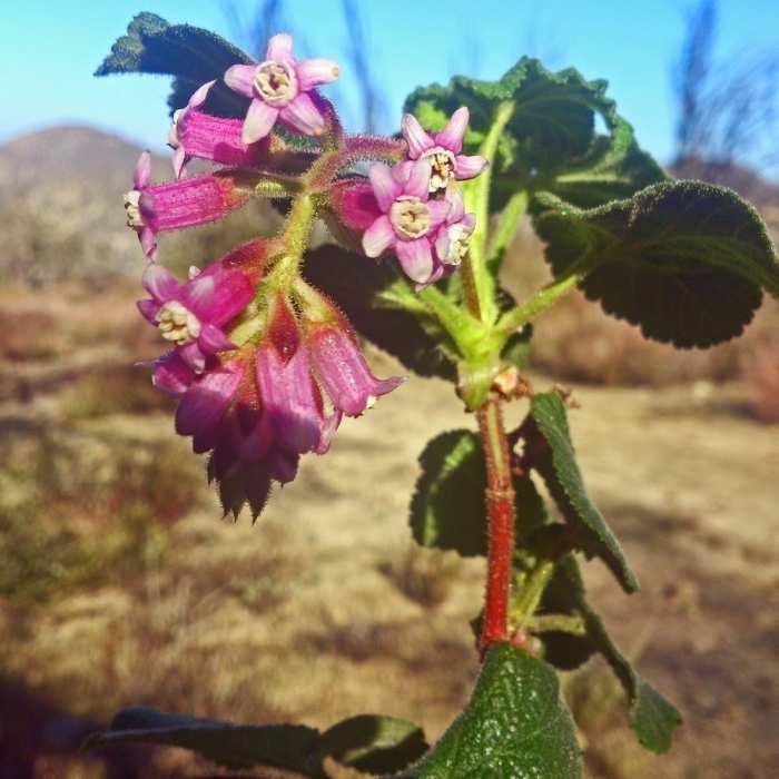 Near Haines Canyon Road