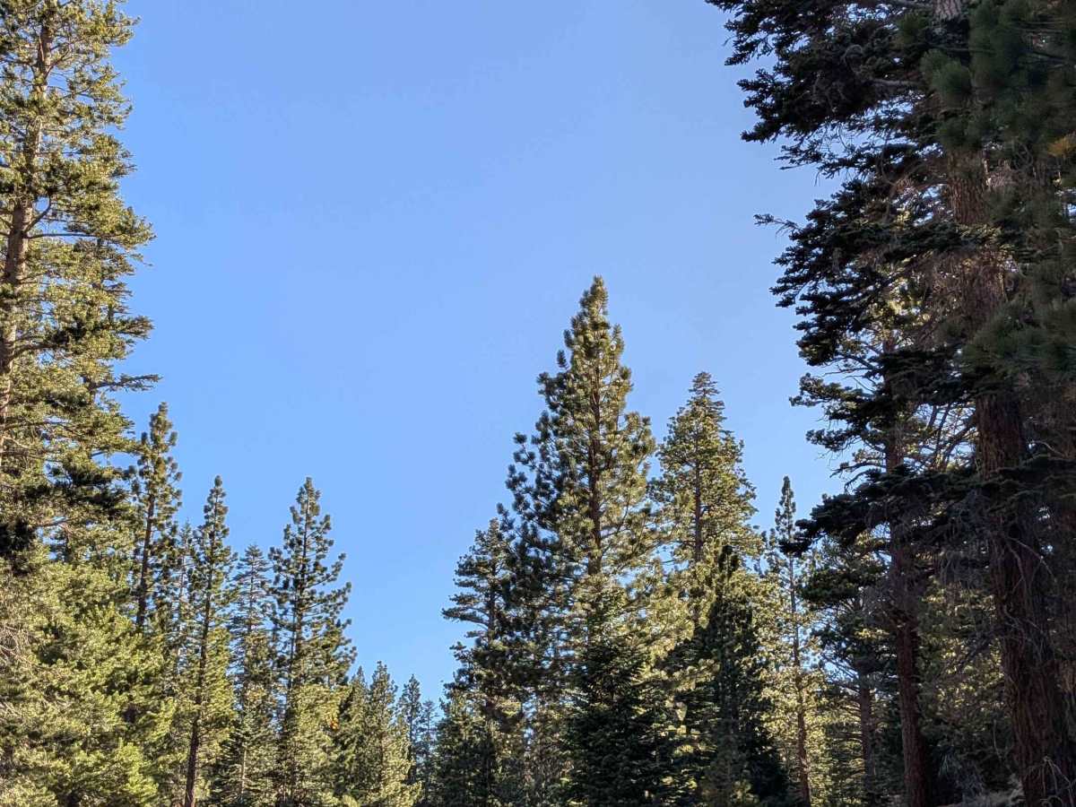 Red Fir Road - FS3S24 photo 6