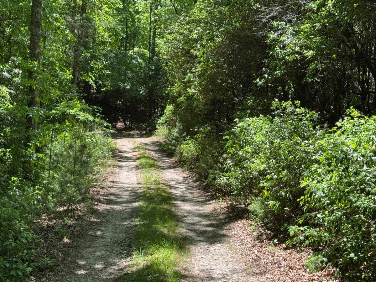 Laurel Branch - FS 322 photo 5