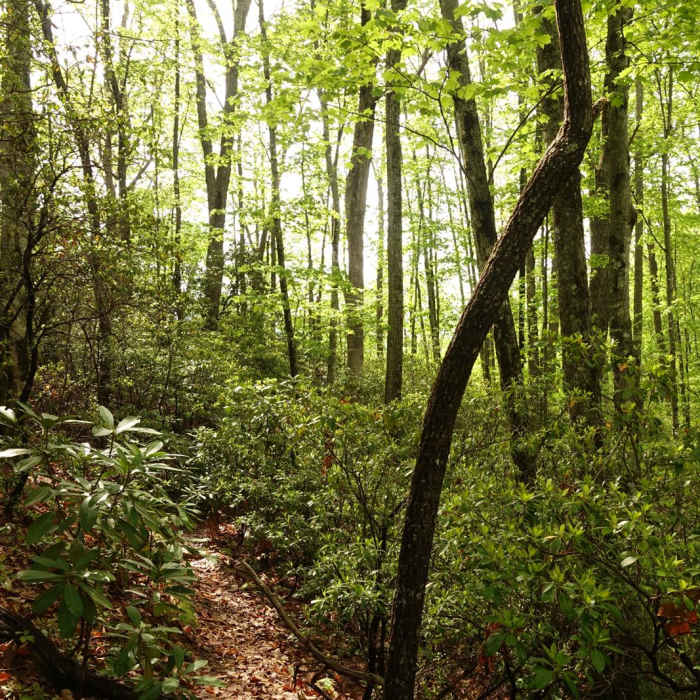 Near Black Balsam Knob via the Fork Mountain Loop Near Black Balsam Knob via the Fork Mountain Loop
