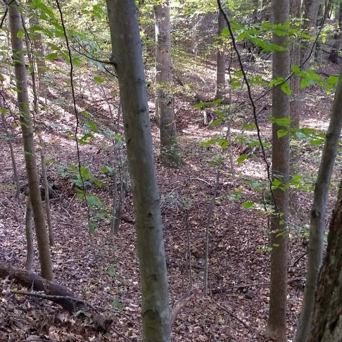 Near Loch Raven Seminary Scenic Loop