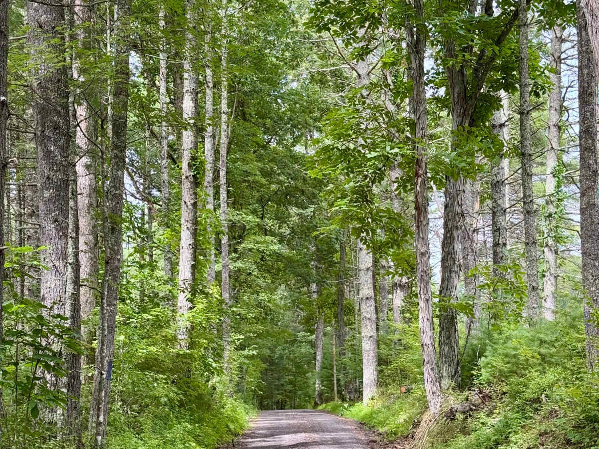 Little Creek Road 16 trail photo