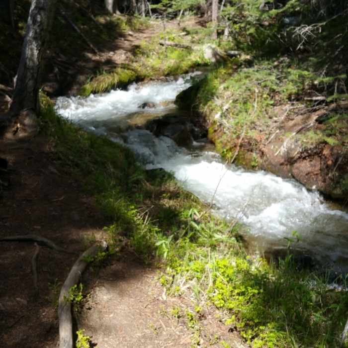 Near Three Elk Trail #1445