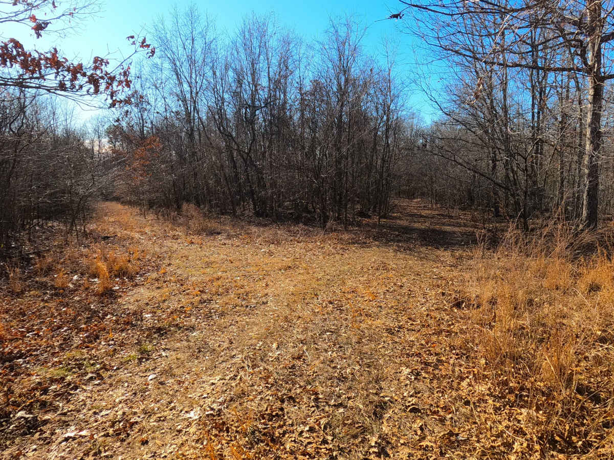Crooked Tree - FS 2232 photo 6