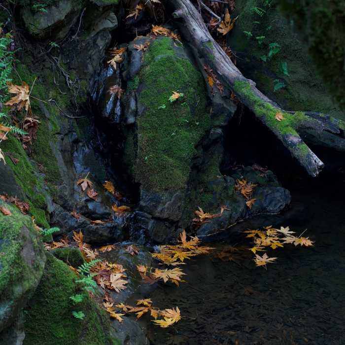 Near Coal Road Trail