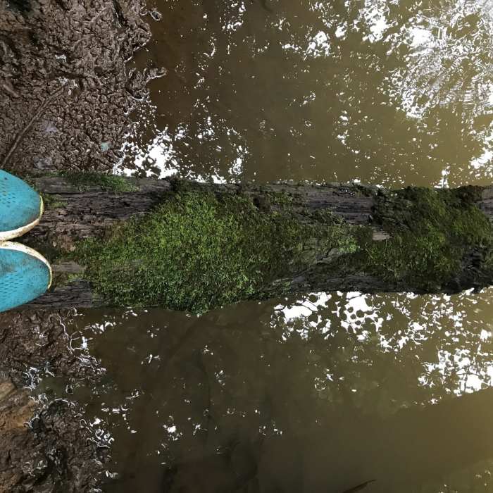 A lot of decaying trees in the water. Near Thompson Park Big Loop Trail