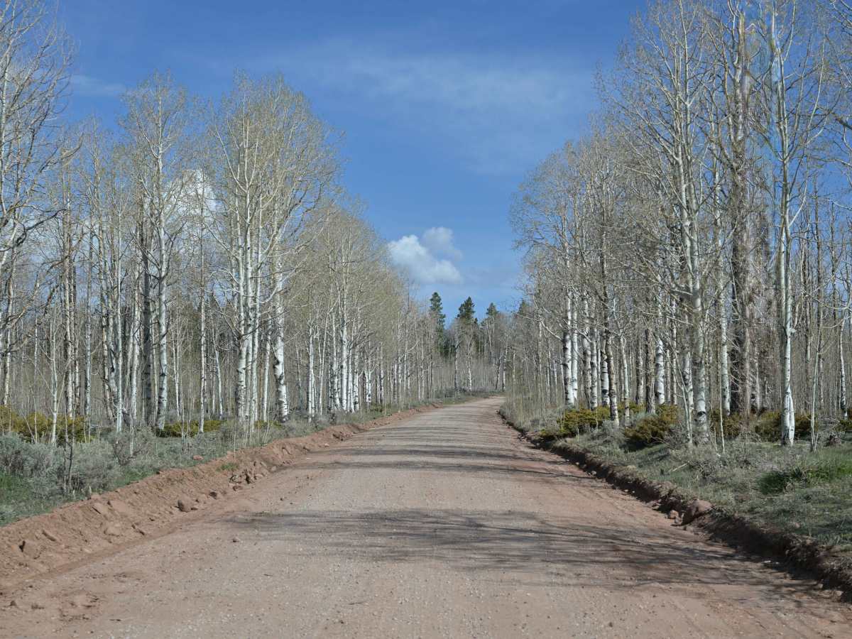 Taylor Mountain Road - FS 10044 photo 4