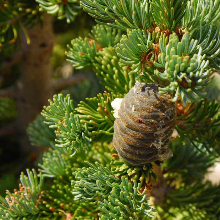 Near Silver Forest Trail