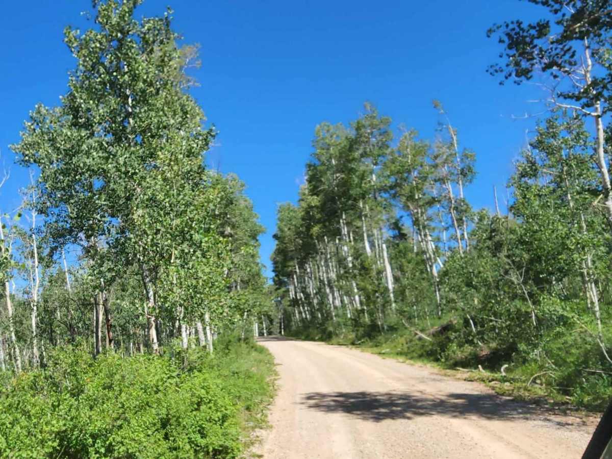 Spring Creek Road photo 3