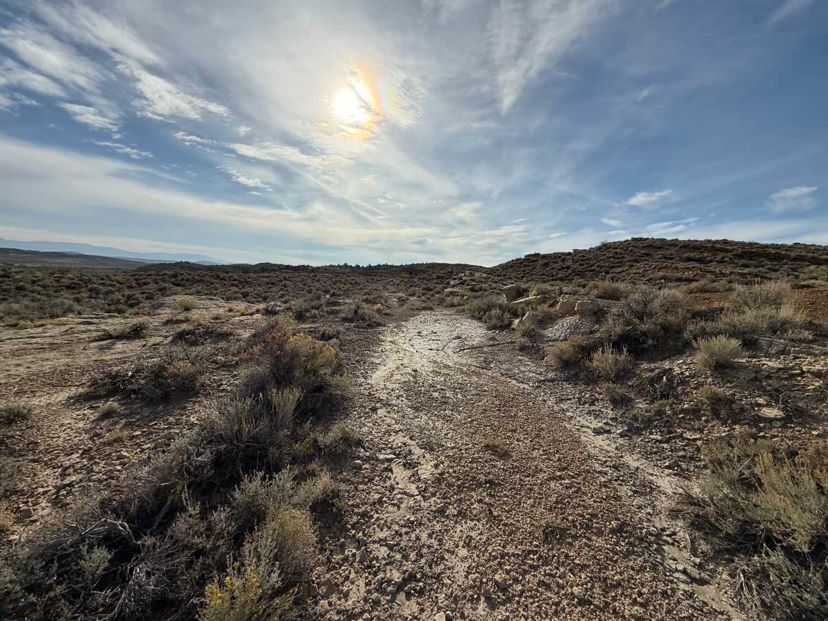 Bobcat - Lower trail photo