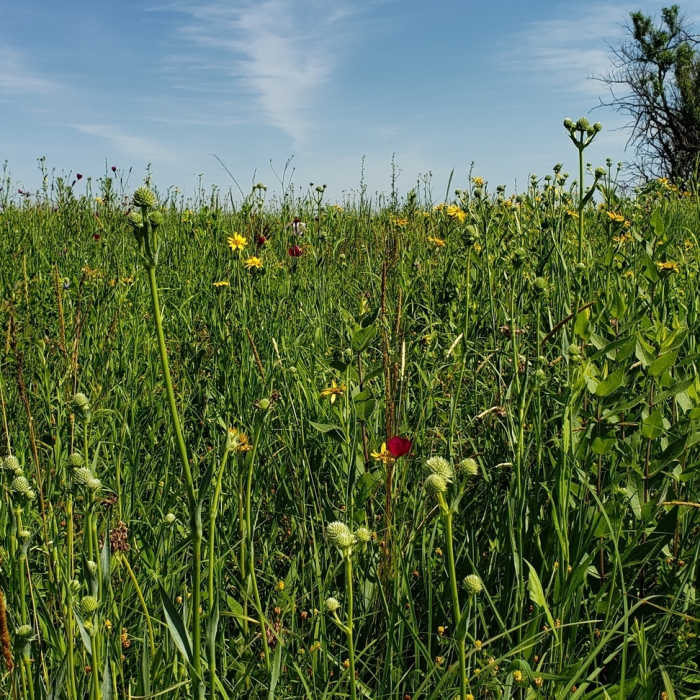 All the flowers! Where are all the bees? Near Baker Prairie West Trail