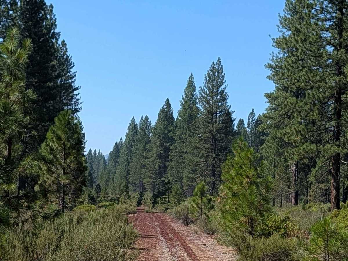 Hambone - FS 43N21A trail photo