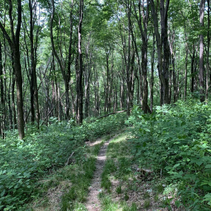 View along the trail. Near Kim Trail