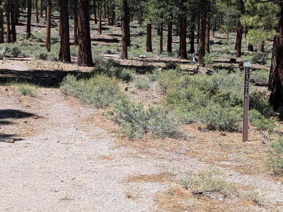 Forest Service Road 2S129 photo 5