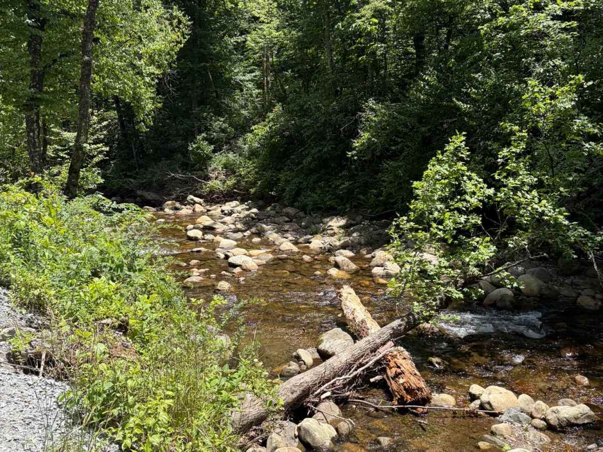 Davidson River Road - FS 475 photo 2