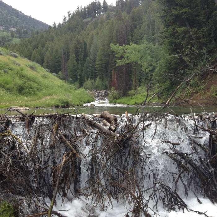 Near Temple Fork Sawmill #062