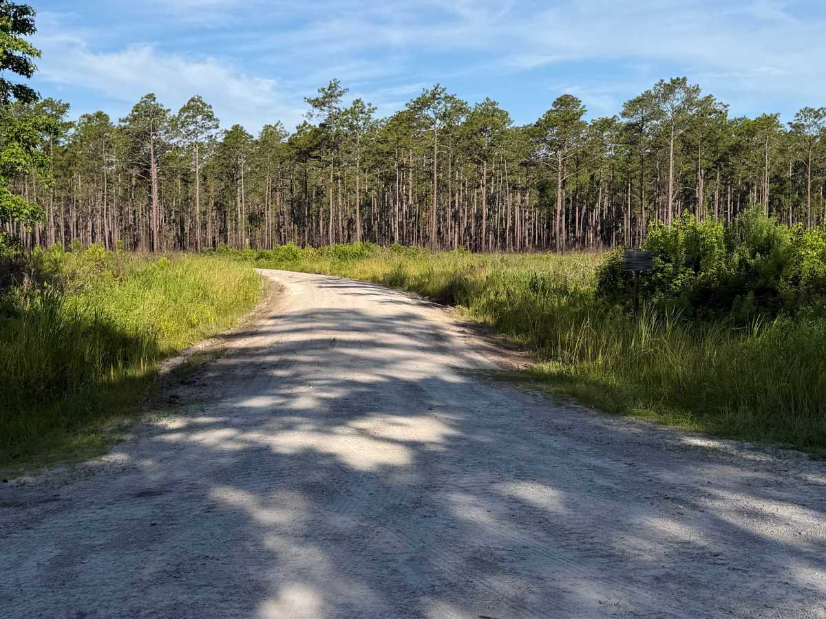 Belangia - FS 163 trail photo
