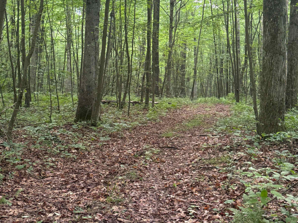 Trail 55 photo 3