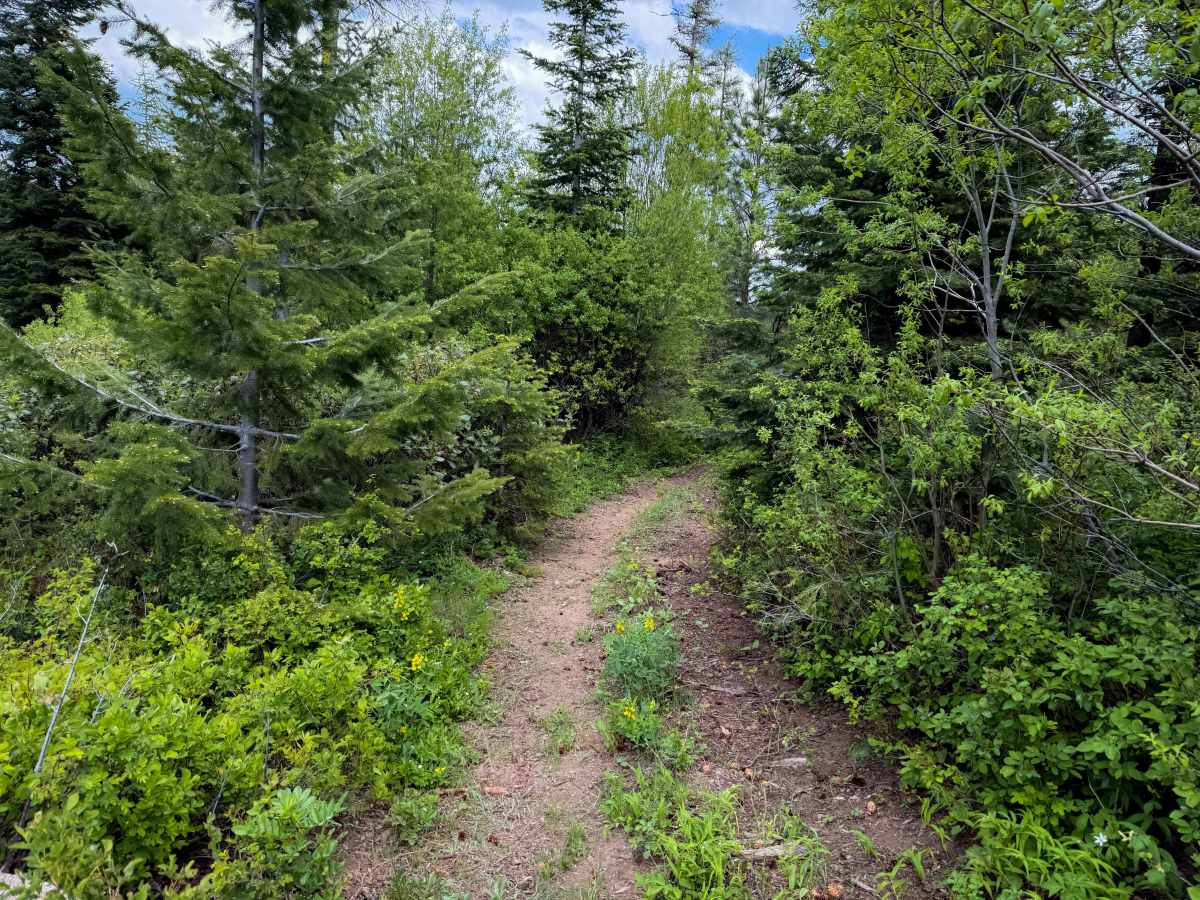 Bingo Bongo - Trail 480  photo 3