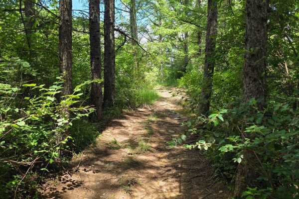 Single Track FF