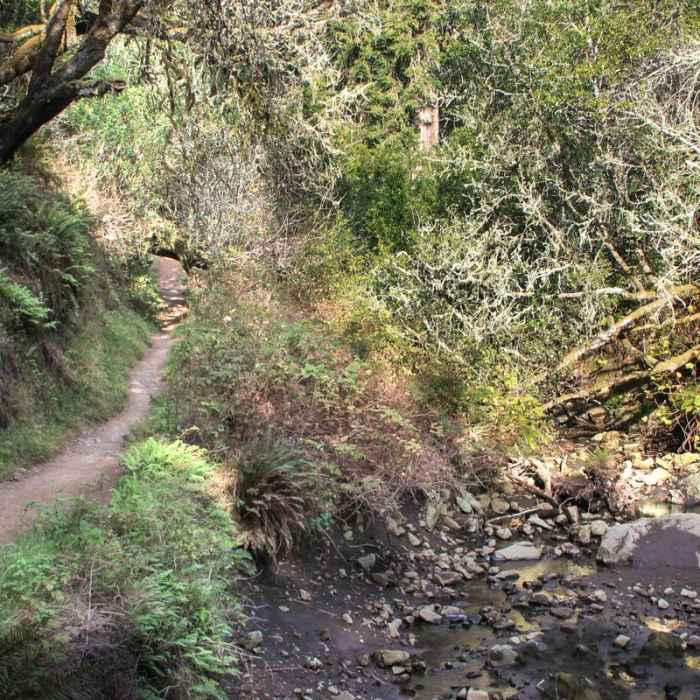 Near Steep Ravine Trail to Dipsea Trail Loop