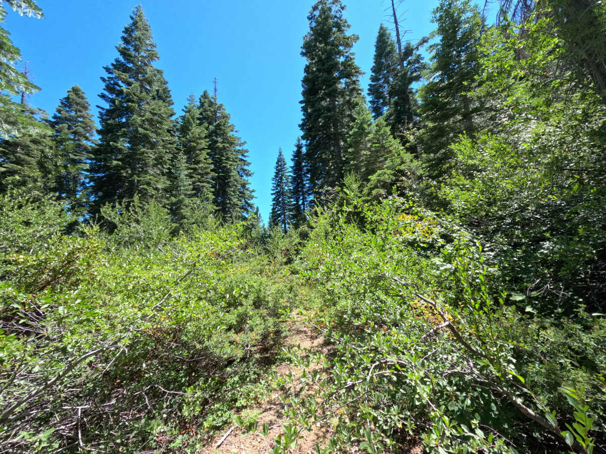 Fir Cap Trail - South Segment - FS 10E22 photo 6