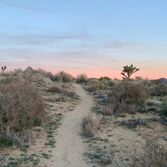 Near Central Joshua Tree Loop
