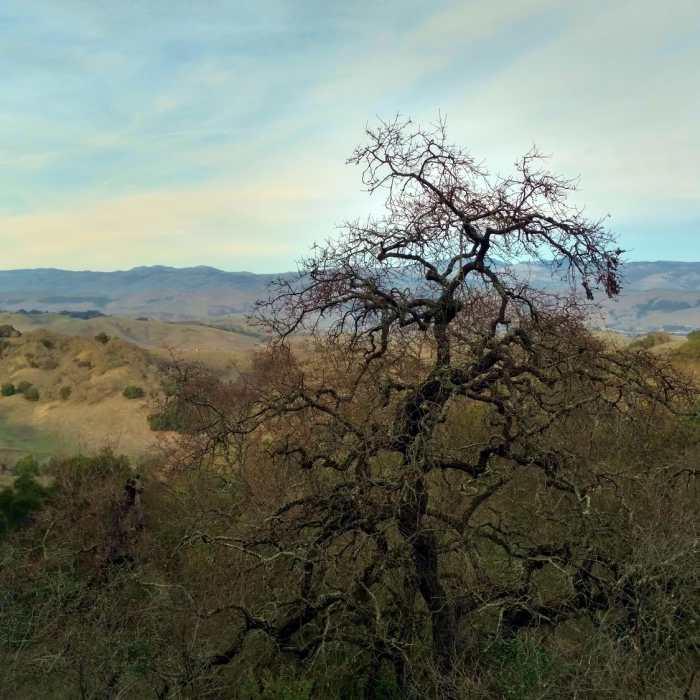 Great view of the Diablo Range in the distance, across Santa Clara Valley, when looking northeast from high on Canada del Oro Trail Near Canada Del Oro Trail