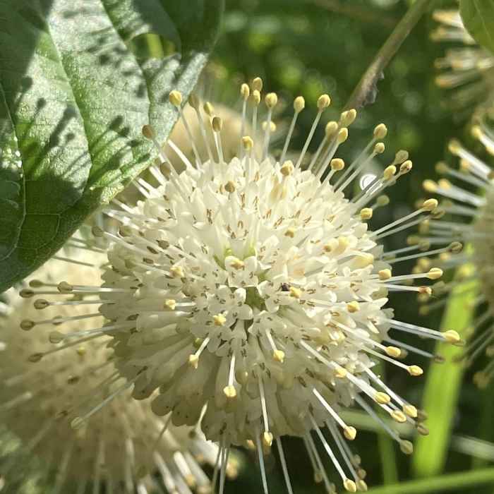 Near Mill Pond Trail