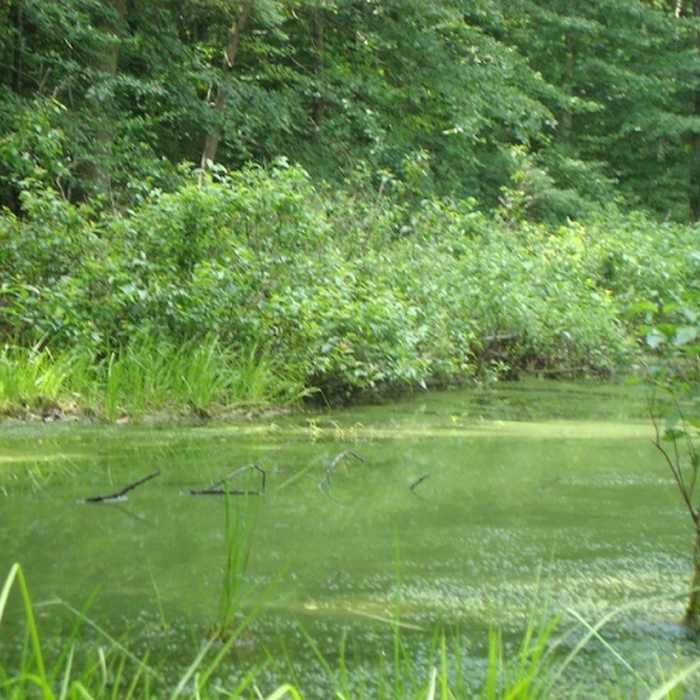 Springtime when the swamp is wet. Near Wakazoo Loop