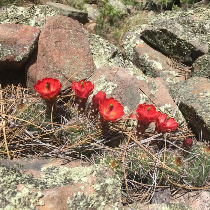 Near Cabin Loop Trail