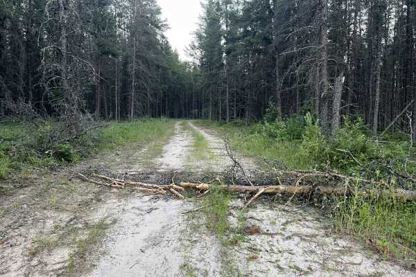Brightstone Forest