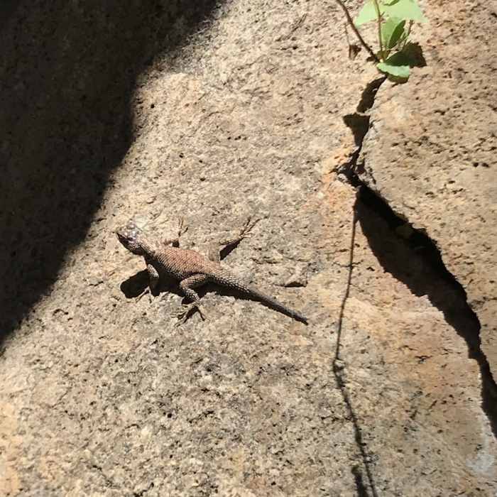 Near Kent Spring Trail #157