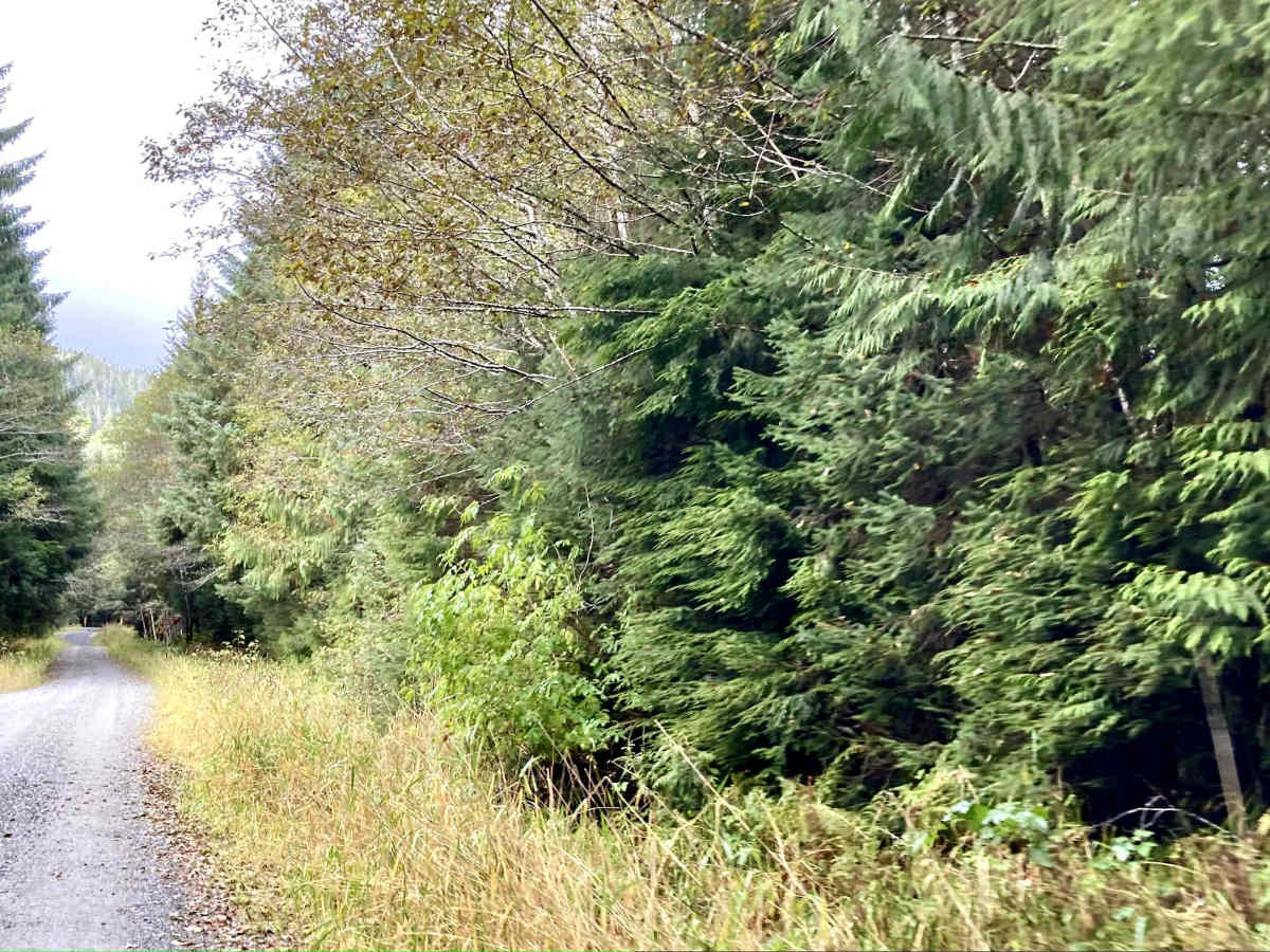 Coffman Cove Loop Road - FS 3030000 photo 2